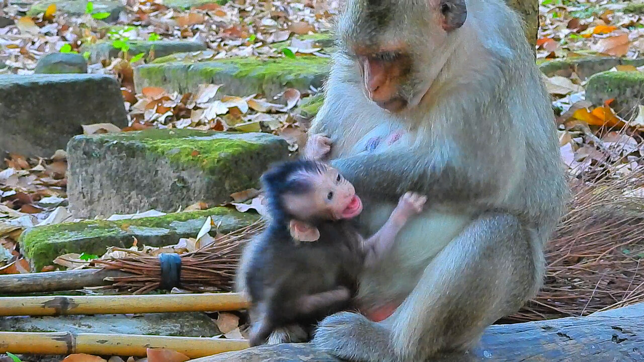 It's Hard Weaning For BABY Monkey BABETTE?