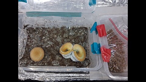 Magical Harvest & A break n Shake on Inoculated Ziploc Tek Grain bag - Mycology Mondays #132