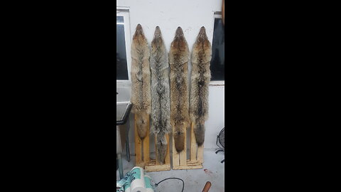 Coyote Skinning