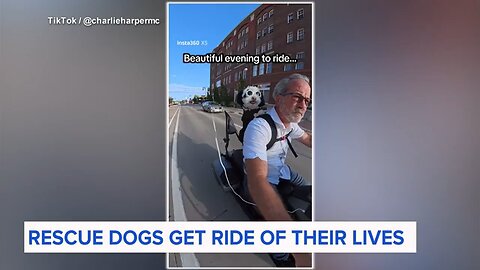 Rescue dogs go from being close to death to getting the ultimate ride