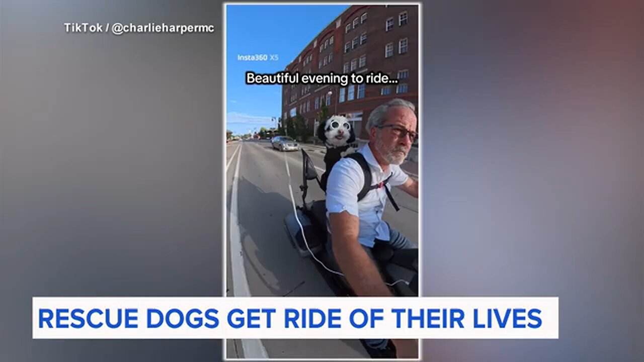 Rescue dogs go from being close to death to getting the ultimate ride