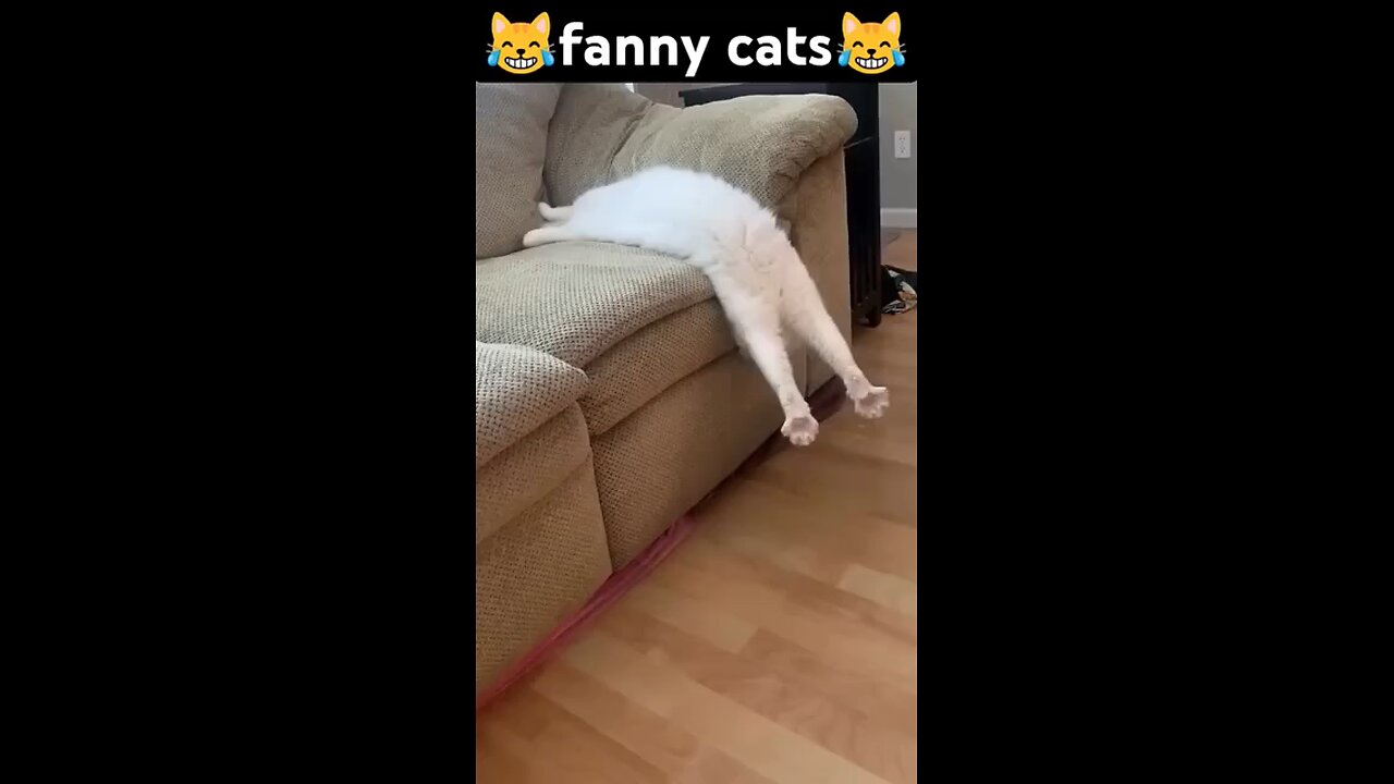 Funny Cats 2025 😂