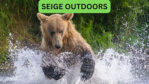 Katmai National Park Bear Feeding Live Stream!