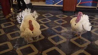 Turkeys 'Gobble' and 'Waddle' Await Presidential Pardon Ahead of Thanksgiving - November 24, 2025