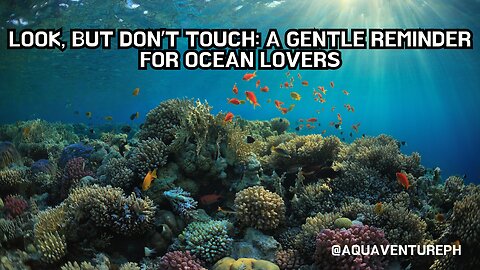 Look, But Don’t Touch: A Gentle Reminder for Ocean Lovers