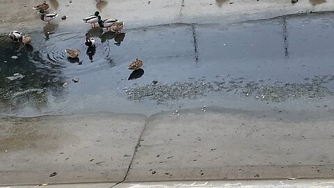 I’ve recorded the Mallard Ducks 🦆 today on November 14 2025 the Last Part of today