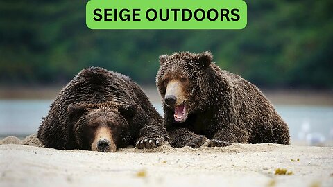 Katmai National Park Bear Feeding Live Stream!
