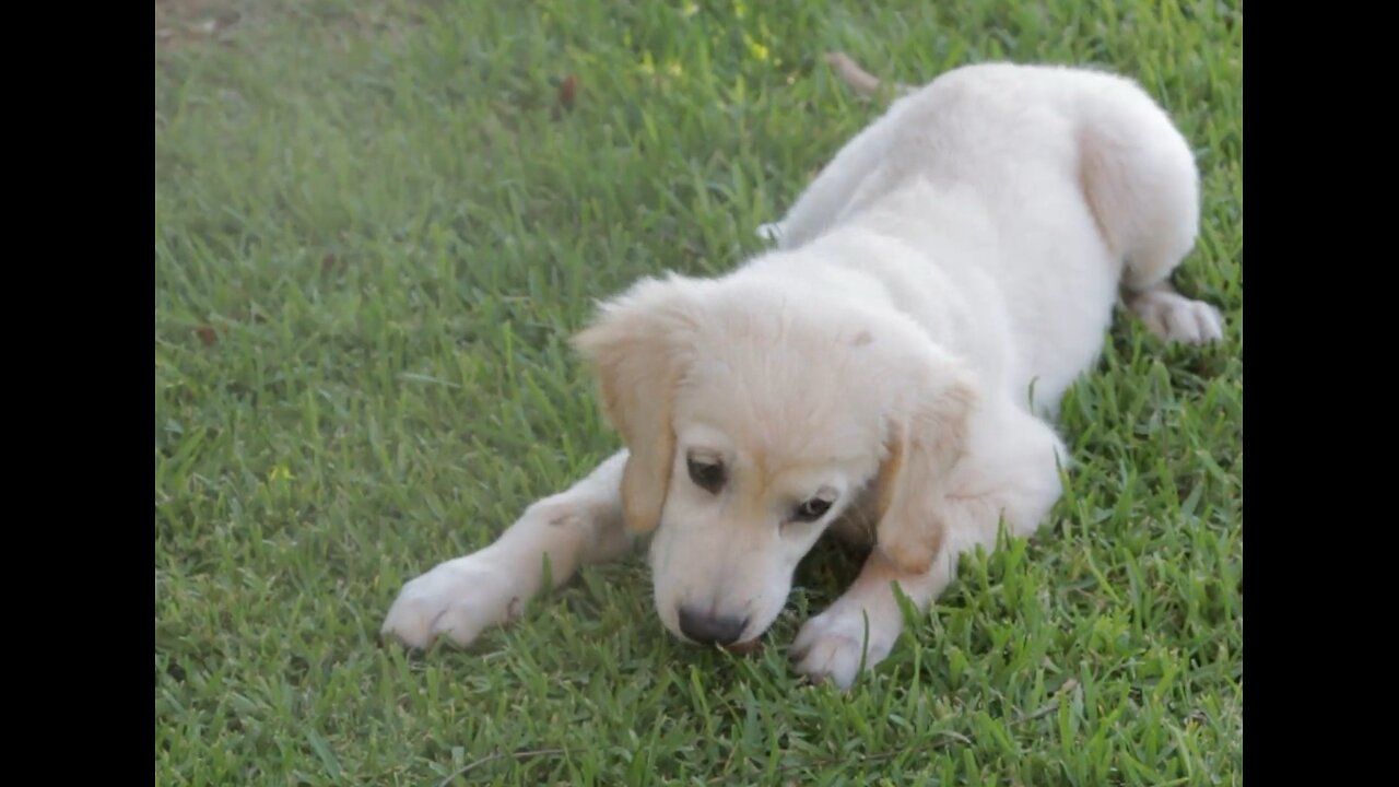 Dog playing