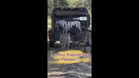 Jewel and Dragon are trying to break Lilah out of the trailer. They hate being separated.