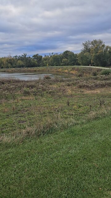 Geese Back at Green Lake