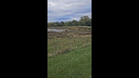 Geese Back at Green Lake