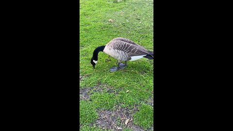 Canada Goose 🪿 #canadagoose #goose #followme #shorts #viral #trending