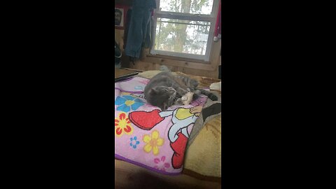 485 watching his mother destroy her life with catnip.