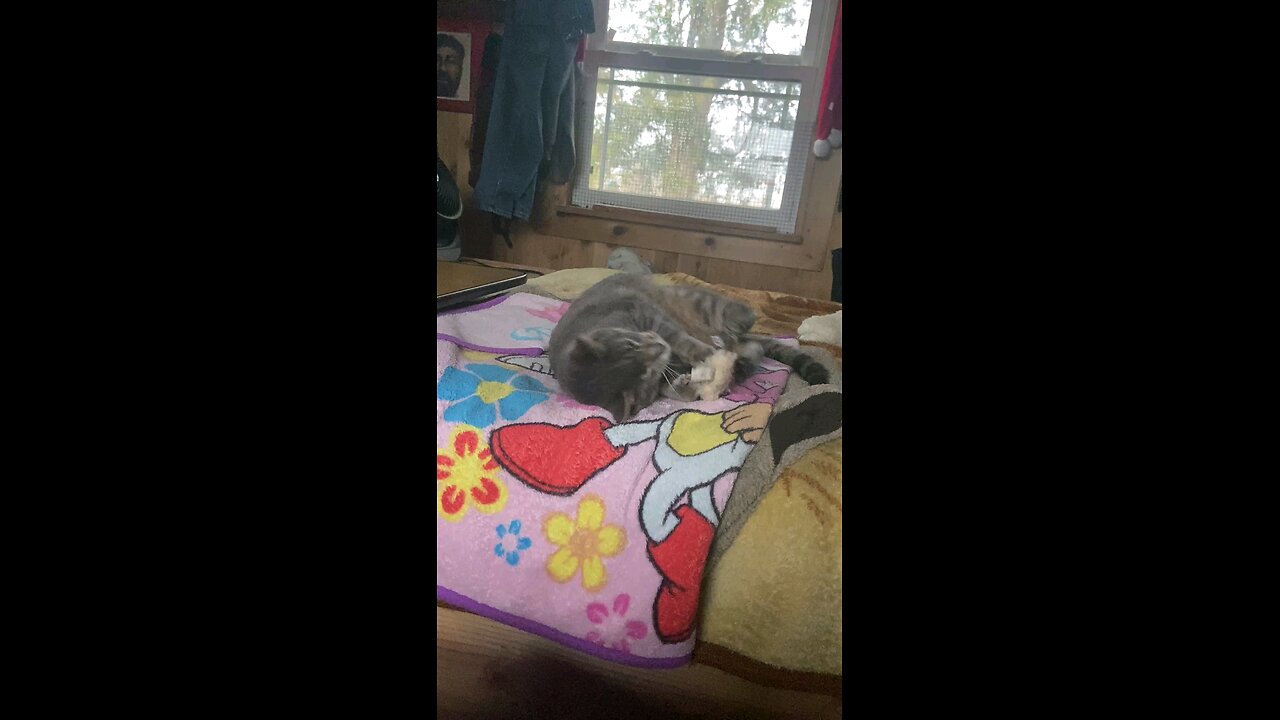 485 watching his mother destroy her life with catnip.