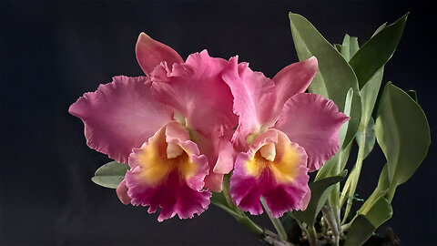 2025 November St. Augustine Orchid Society's Virtual Show Table