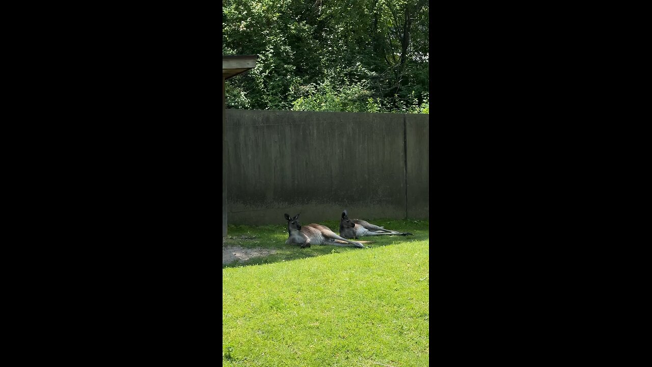 Kangaroos chilling