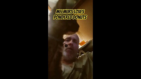Meemurs Kitty Cat Loves Powdered Donuts So Cute