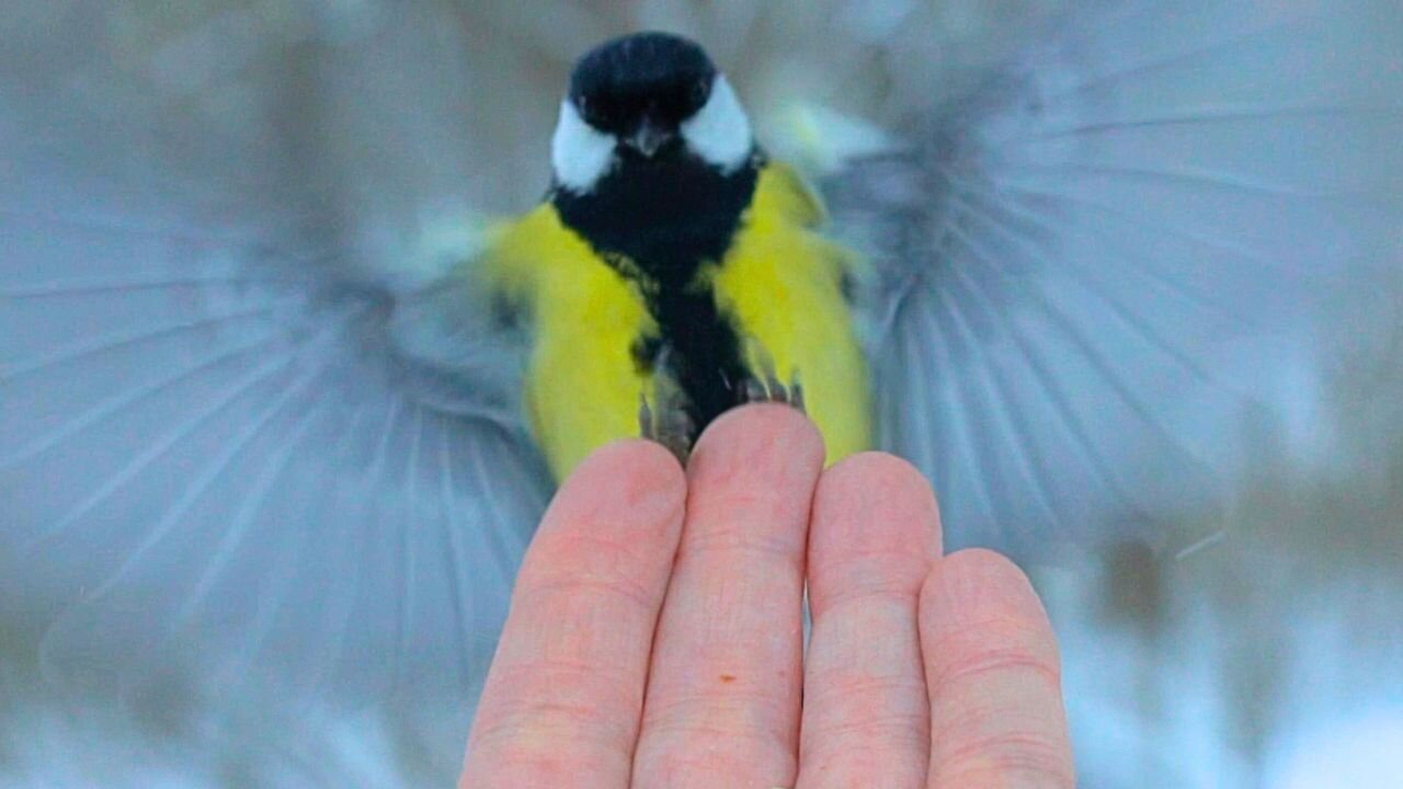 Great and Blue Tits Hand Feeding in Light Snowfall