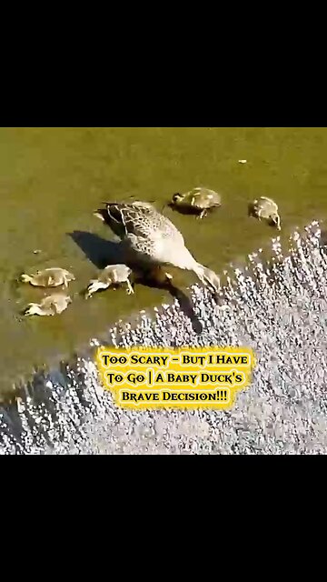Too Scary - But I Have To Go | A Baby Duck's Brave Decision 🐥💪🌟