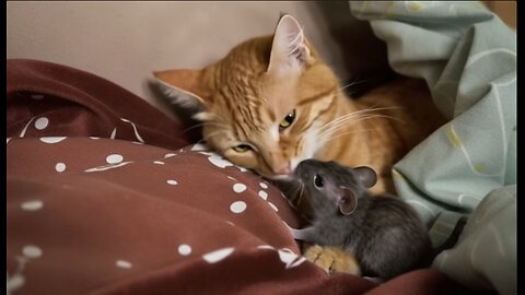 Mouse Kiss Wakes Up Sleepy Cat – Too Cute to Handle!