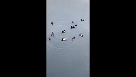 Mallard Ducks 🦆 #mallardducks #duck #ducks #followme #viral #trending #swimming #shorts