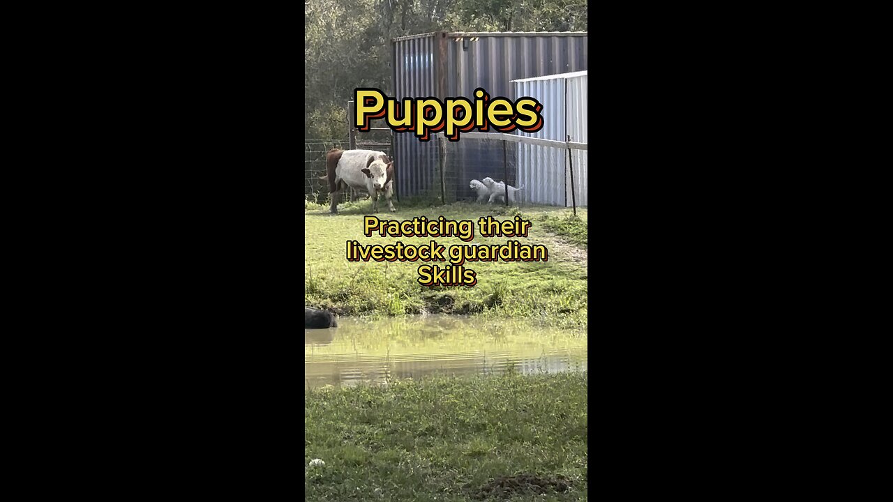 Watch our Great Pyrenees puppies practicing their livestock guardian skills.