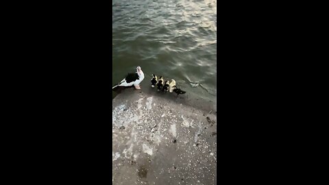 Finally seeing yellow ducks