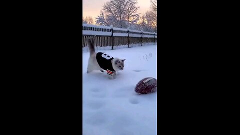 cat playing with ball