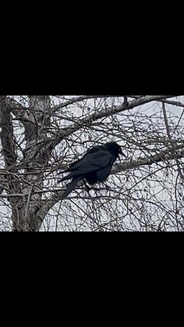 Why do crows make this rattle sound?