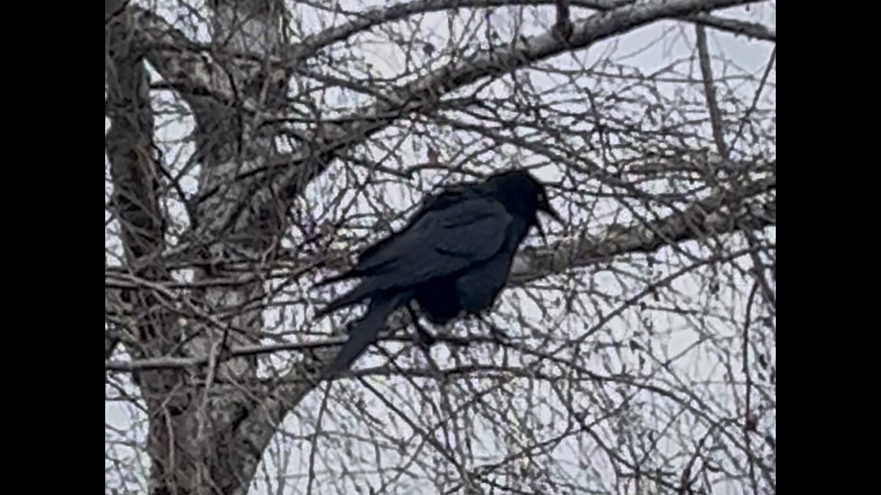 Why do crows make this rattle sound?