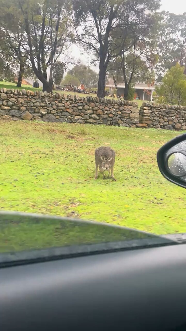Wet kangaroo