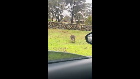 Wet kangaroo