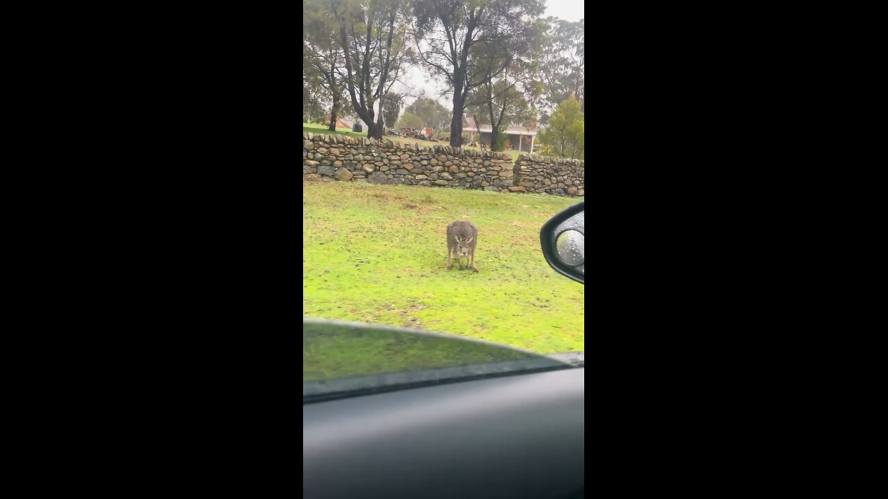 Wet kangaroo