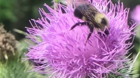 Bumblebee & Giant Purple Thistle