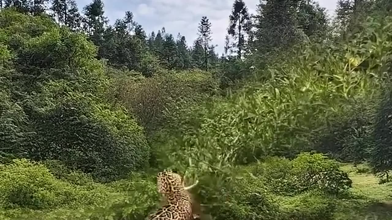 Leopard suddenly attacks wild animals at close range