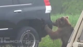 Life with bears in Kamchatka, Russia