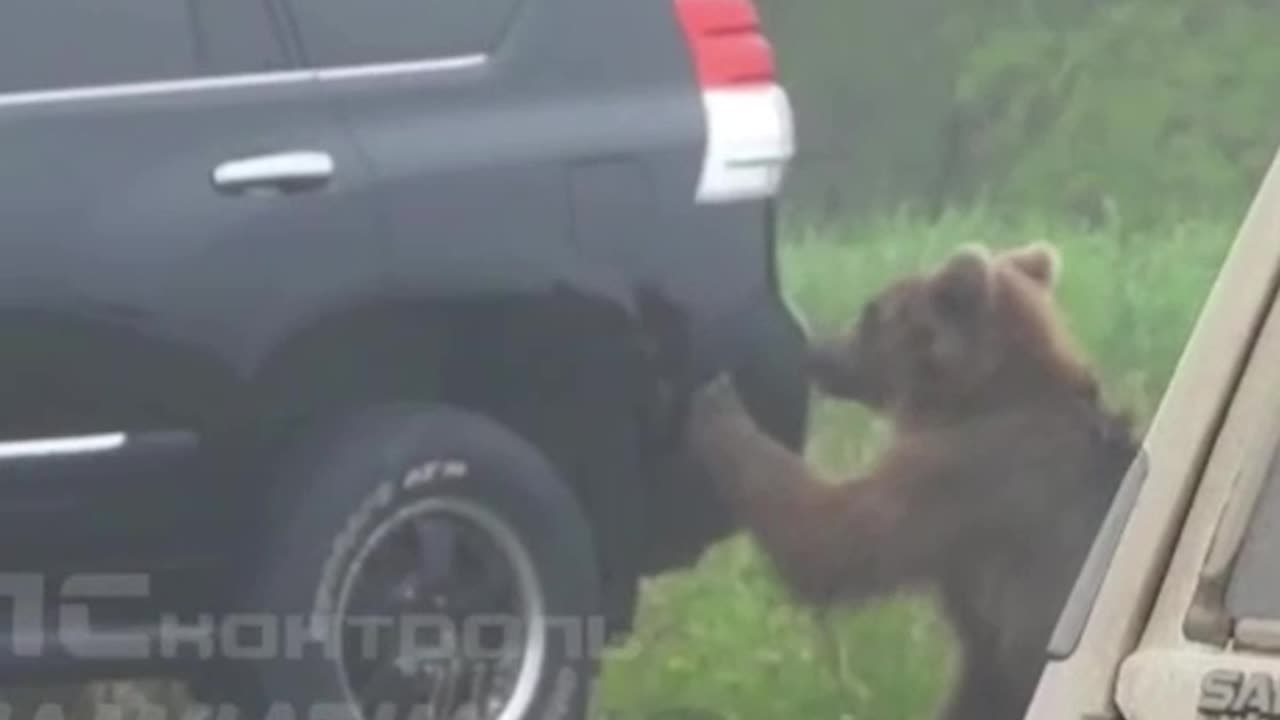 Life with bears in Kamchatka, Russia