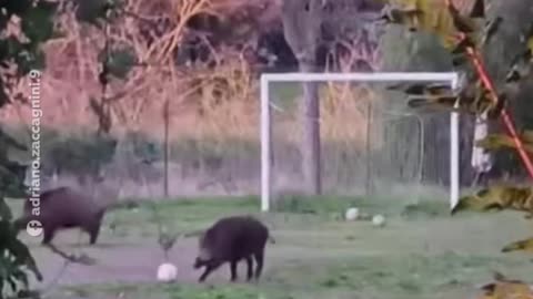 Encuentran a jabalíes 'jugando' al fútbol