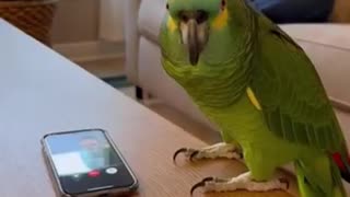 I exist too! Parrot 🦜