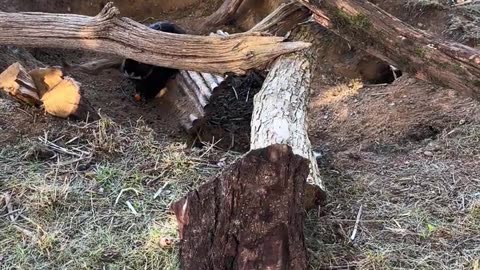 vit och grå kaninunge bedårande liten pälsboll