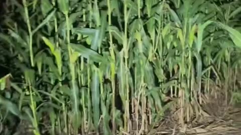 😱👻 The Most Unsettling Ouija Board Session! #GhostlyToksa Ouija, Jinn, Aliens, Poltergeist, UFO, Ski