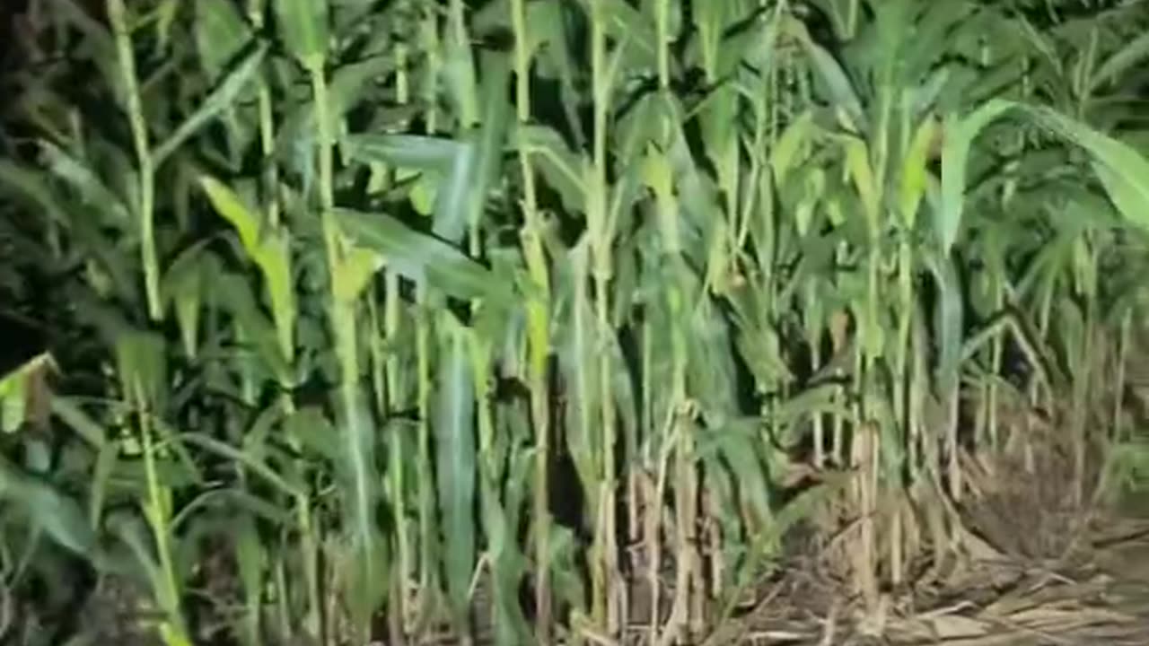 😱👻 The Most Unsettling Ouija Board Session! #GhostlyToksa Ouija, Jinn, Aliens, Poltergeist, UFO, Ski