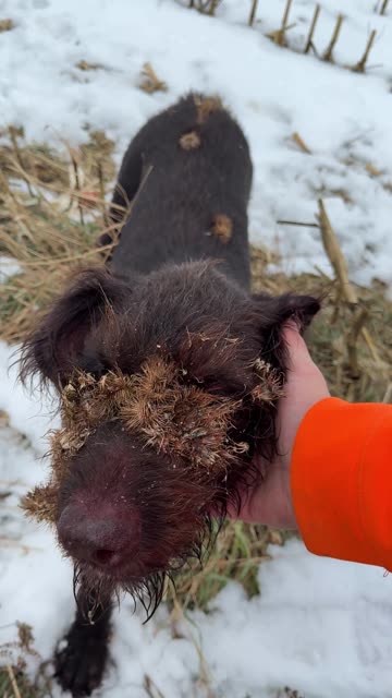 Young Dog Ran Face First Into Burdock Bush