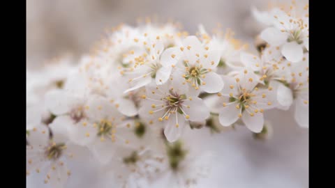 Lord Winter - Blossom