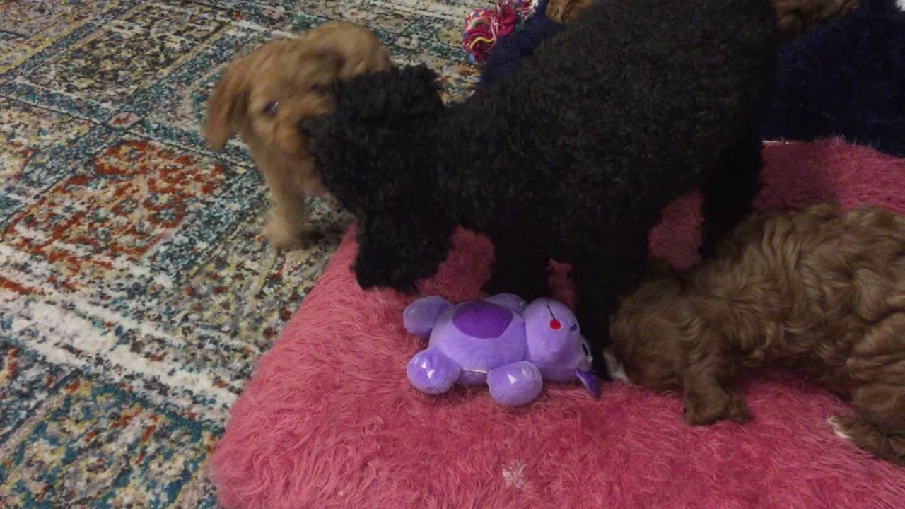Lovely puppies 3