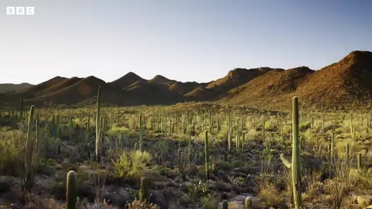 Incredible 4k Nature Scene.