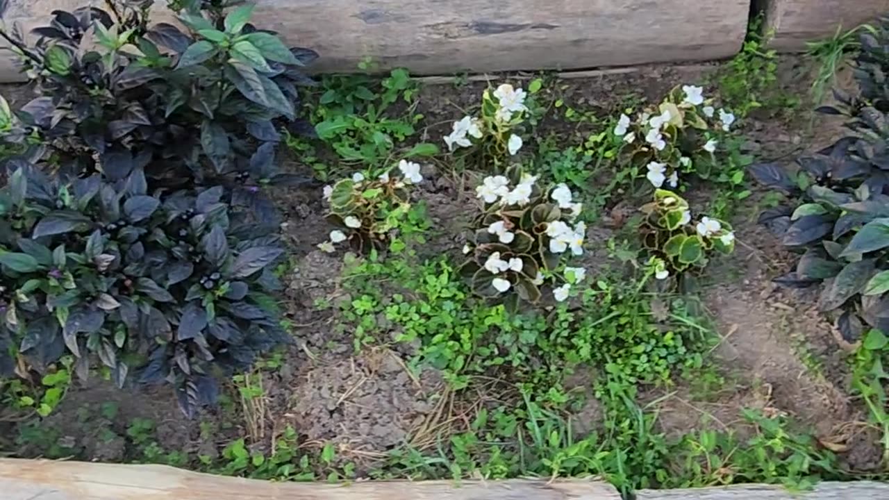 Experimental Ornamental peppers as assets of interest status update