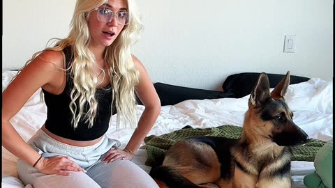 German Shepherd Auditions For Victoria Secret