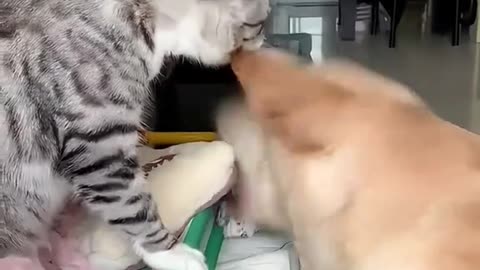 Funny cat Part1