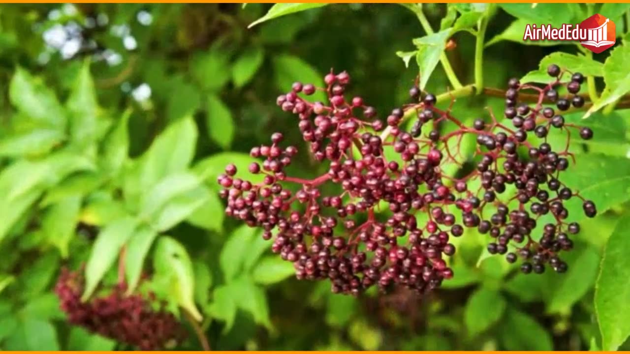 45 Beneficios de las Hojas de Sauco